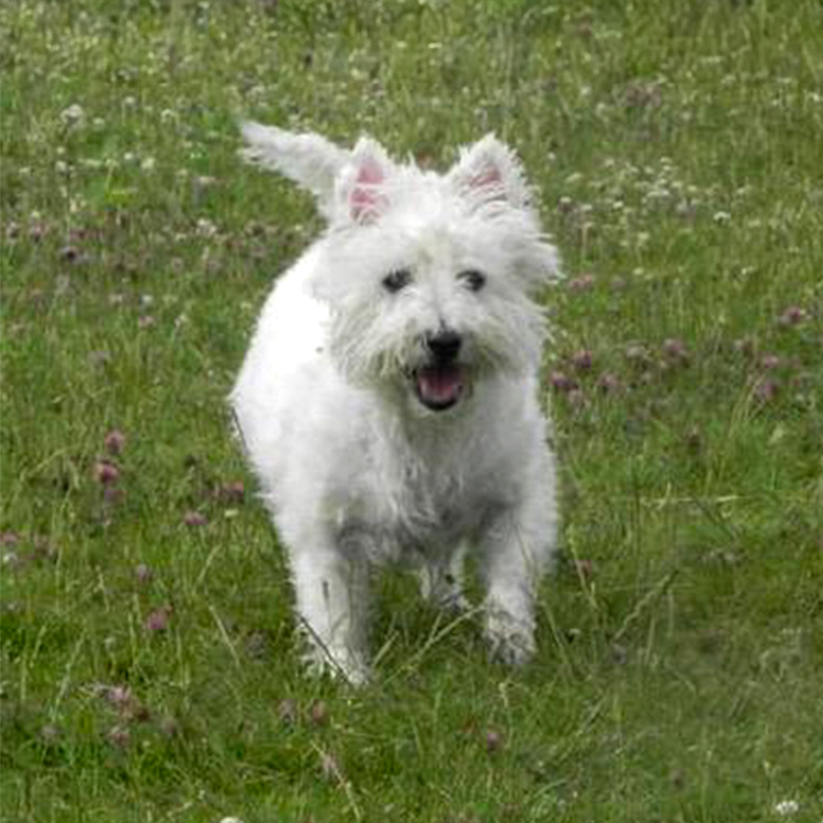 Bertie The Dog Image