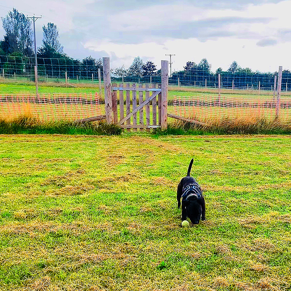 Staffordshire Bull Terrier playing with his ball in our secure dog walking fields next to Rural Dog Park Connecting Gate