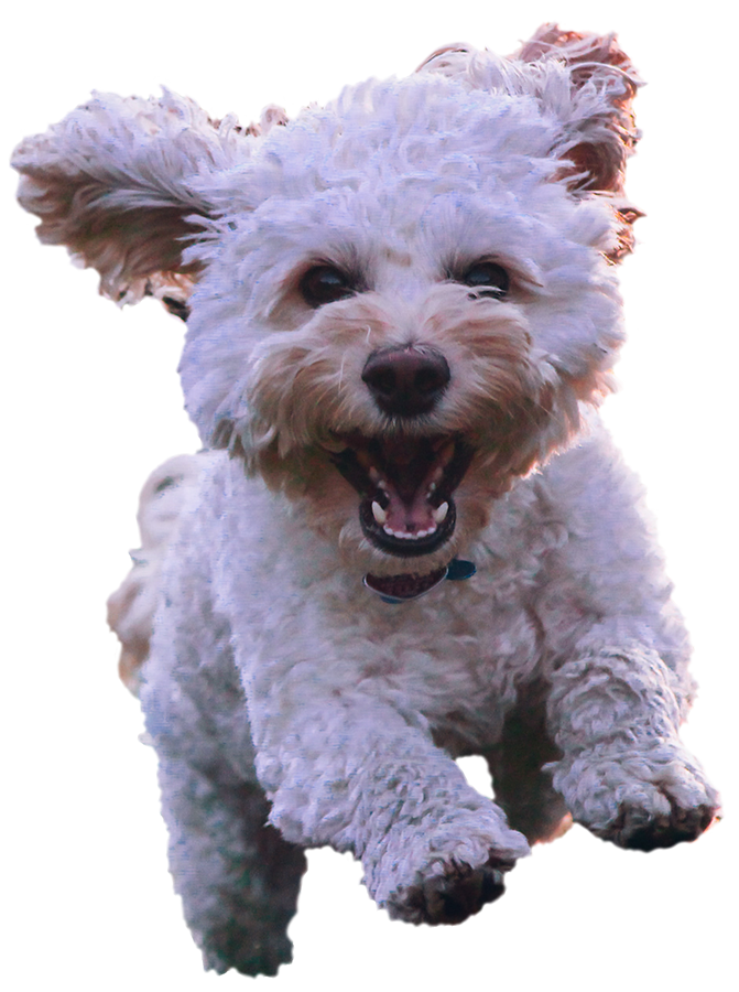 Happy Dog Running at The Rural Dog Park Image