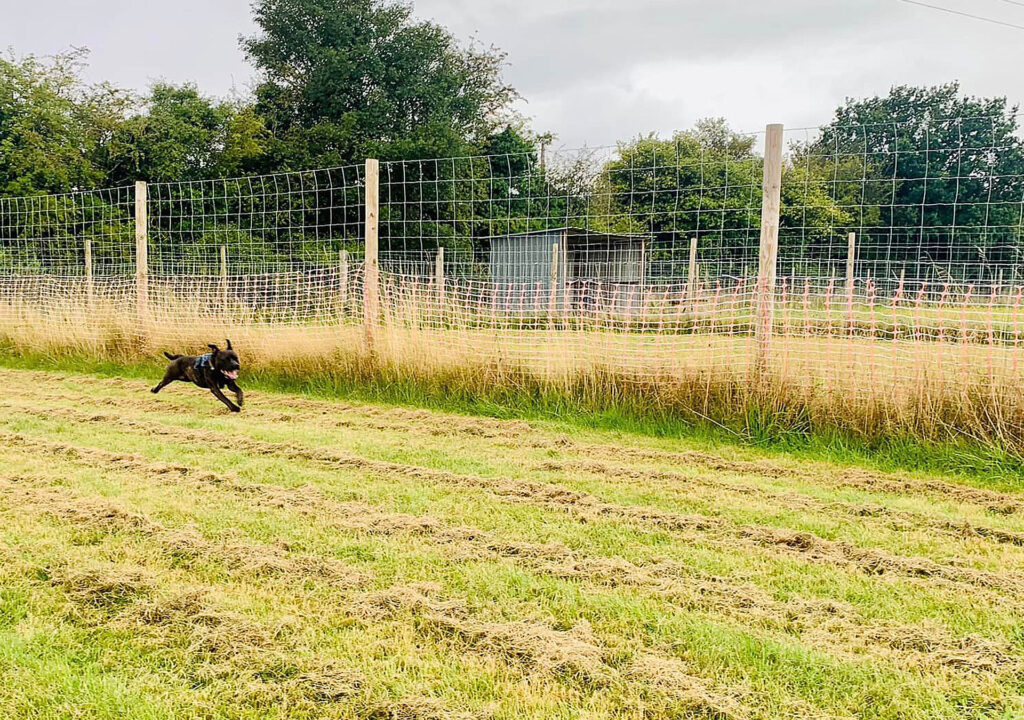 Staffordshire Bull Terrier running free in our Secure Dog Walking Fields