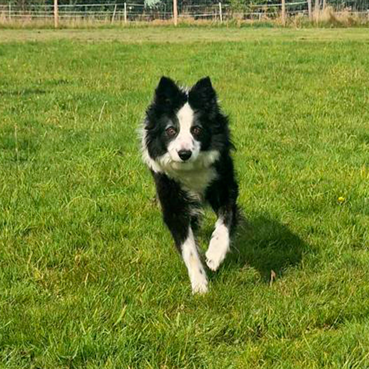 The Rural Dog Park Service Image