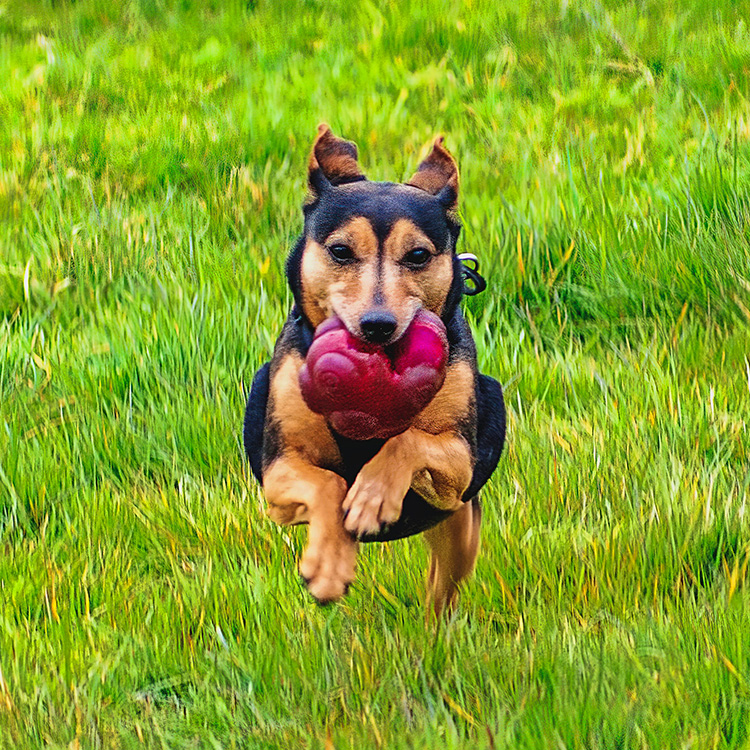 The Rural Dog Park Value Services Image