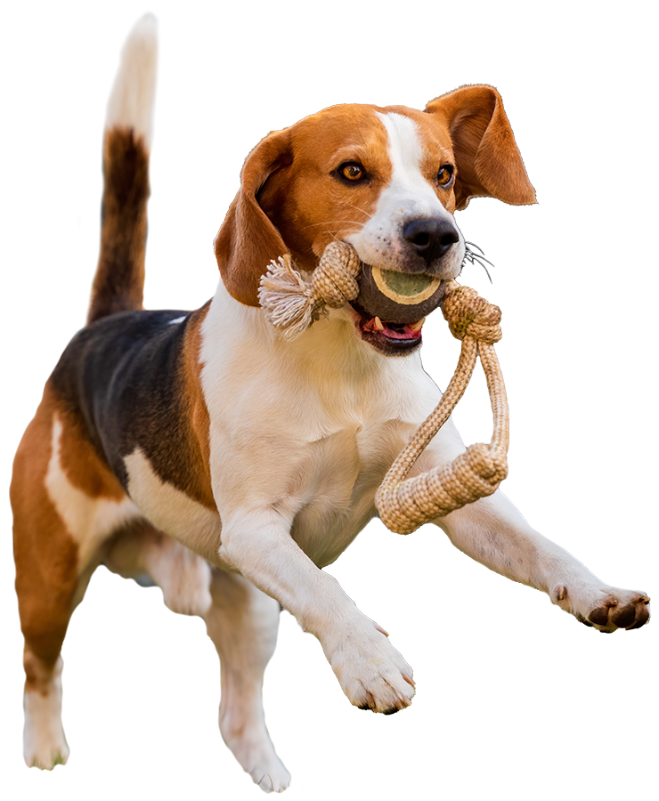 Playing Dog Running at The Rural Dog Park